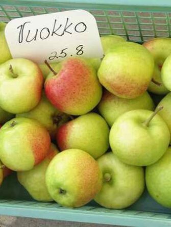 Kesäomena 'Vuokko'