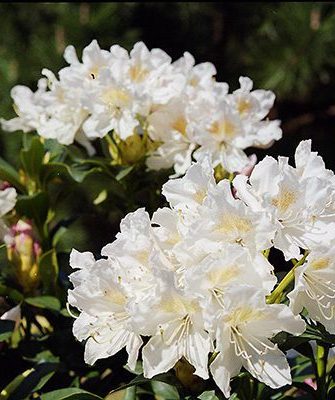 Alppiruusu 'Cunningham's White'