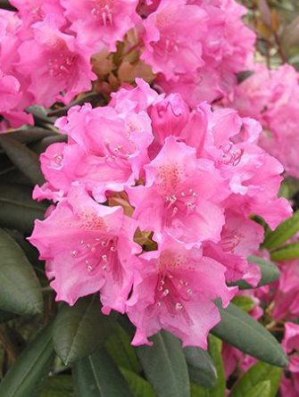 Alppiruusu 'Haaga'
