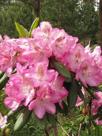 Alppiruusu 'Eija'