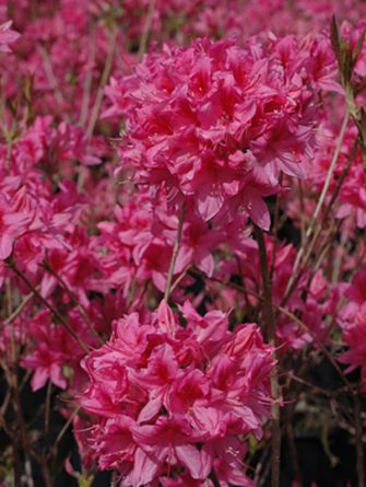 Atsalea 'Rosy Lights', revontuliatsalea