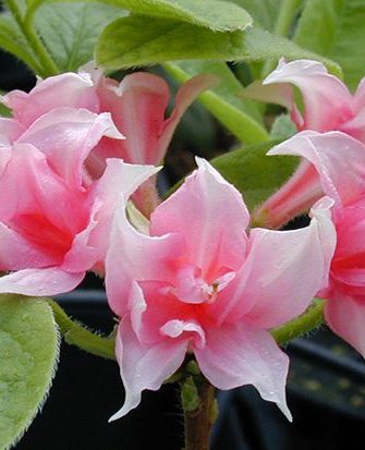 Atsalea 'Ruususen Uni' FinE, puistoatsalea