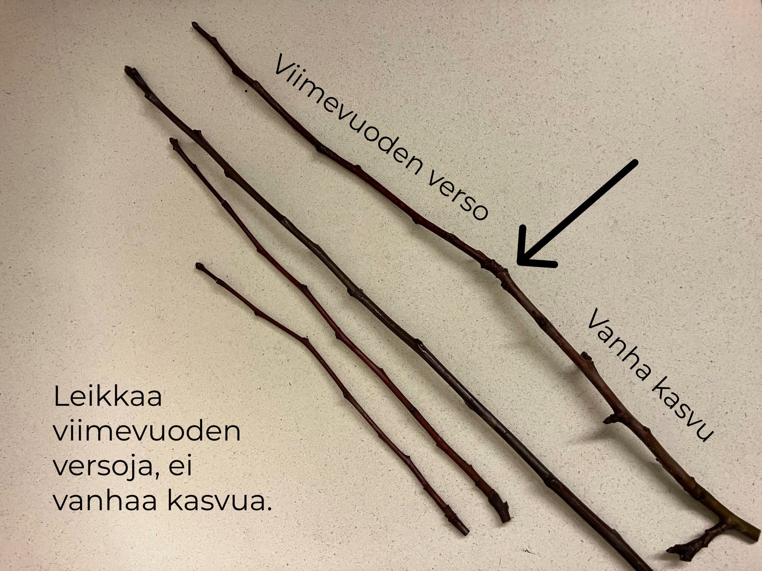 Omenapuun varttaminen