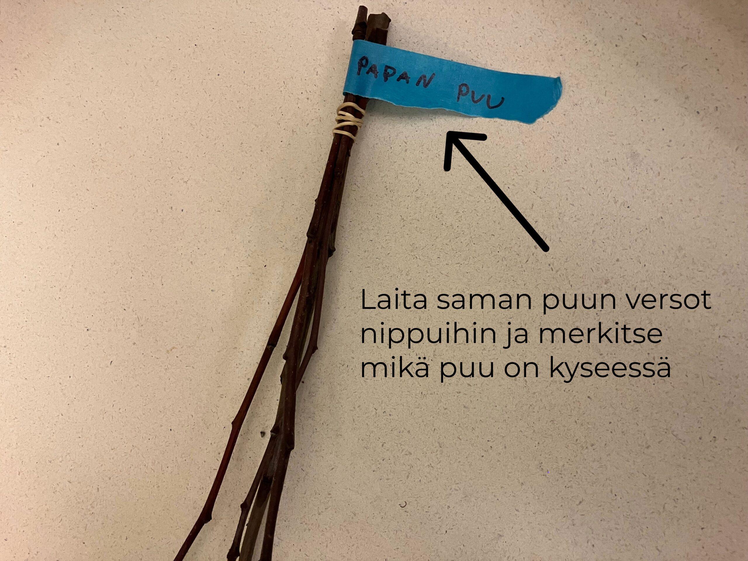 Omenapuun varttaminen