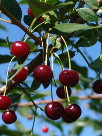 Kirsikka 'Latvian Matala'