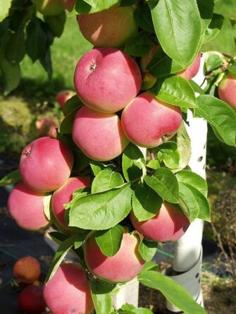 Syysomena 'Punainen Melba'