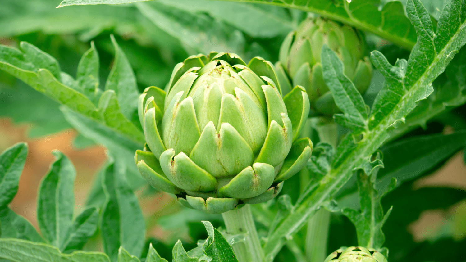 Näyttävä kasvi, jonka nuput ovat pähkinäisen makuisia herkkuja ja kukkiessa siniviolettina hehkuva puutarhan koriste.