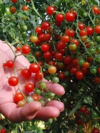 tomaatti red currant