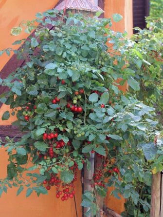 amppelitomaatti romello