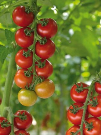 kirsikkatomaatti salina