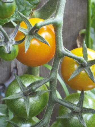 kirsikkatomaatti sungold