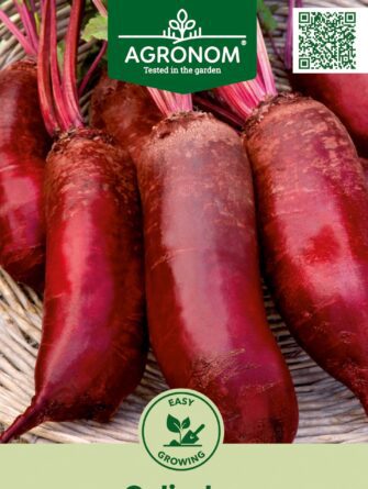 pitkä punajuuri Cylindra