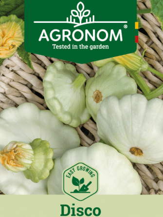 litteä kurpitsa Disco