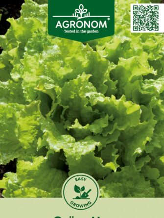 lehtisalaatti grunetta