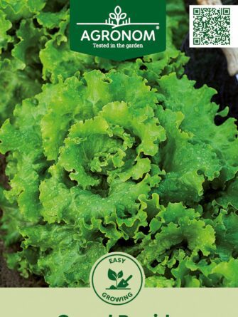 lehtisalaatti Grand Rapids