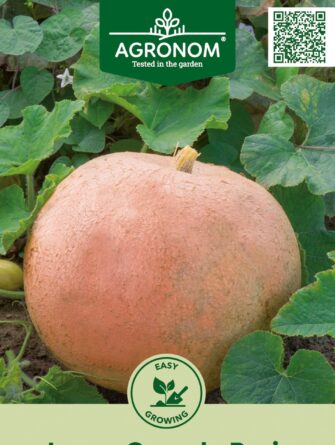 Jättikurpitsa Jaune Gros de Paris