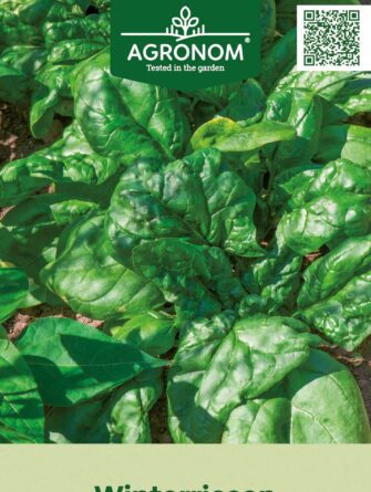 pinaatti winterriesen