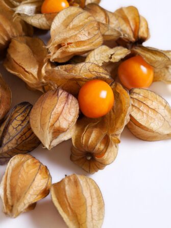Physalis peruviana