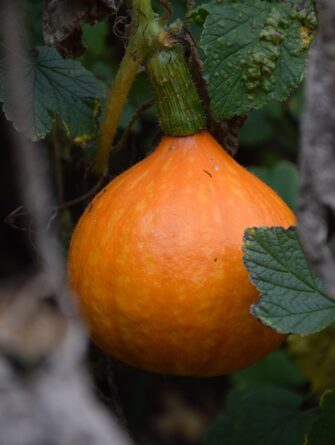 cucurbita maxima