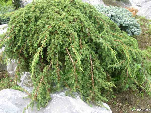 JuniperusCommGreenCarpet