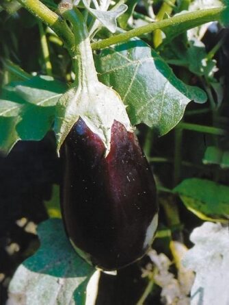 suurihedelmäinen munakoiso