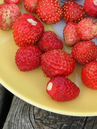 photo: Grönt kulturarv norrlanssmultron