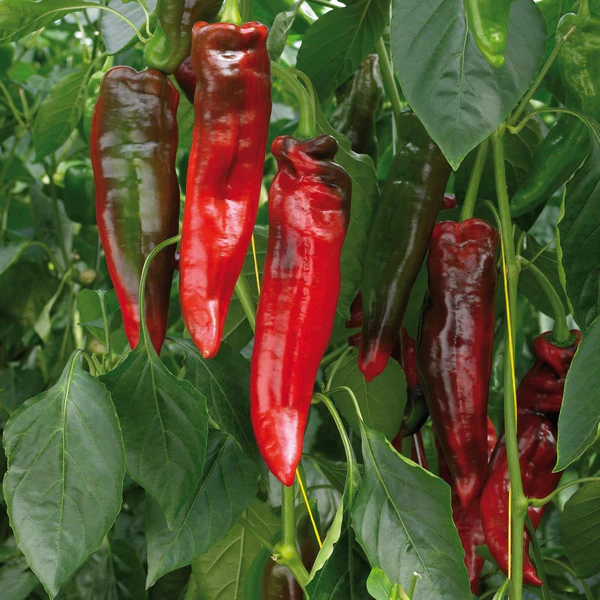 Peber_20snack_20Rubiero_grande snackpaprika rubiero