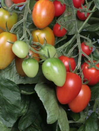 luomuviljelty taimi tomaatti corabell