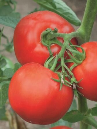 runkotomaatti Gemini