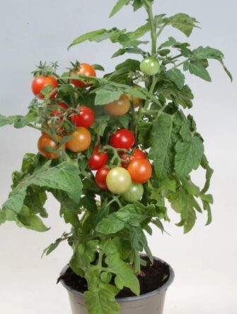 pensastomaatti red robin