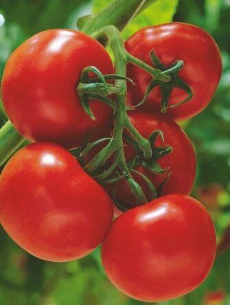 runkotomaatti sparta