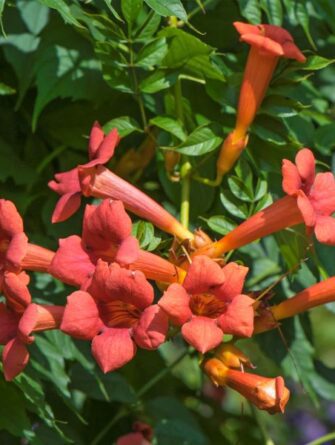 pikkutrumpettiköynnös