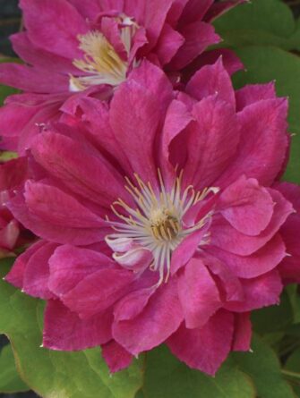 loistokärhö Akafuji