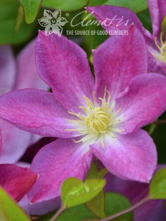 Kärhö Change of Heart