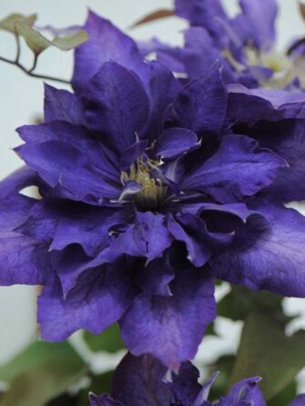 Kärhö daniel deronda