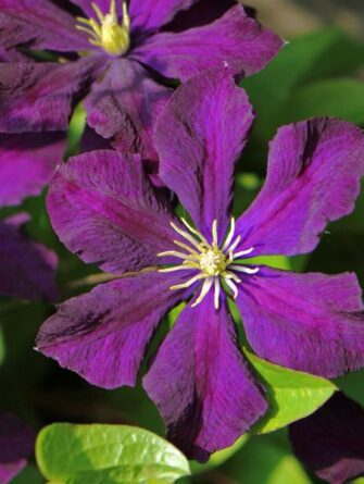 kärhö Etoile Violette