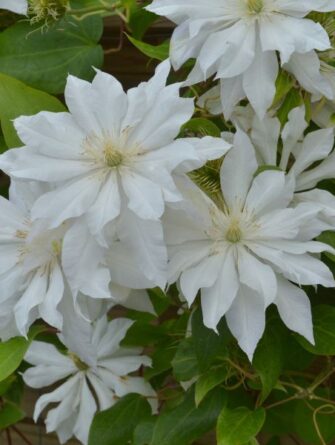 loistokärhö First Love