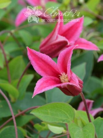 kärhö happy diana 1