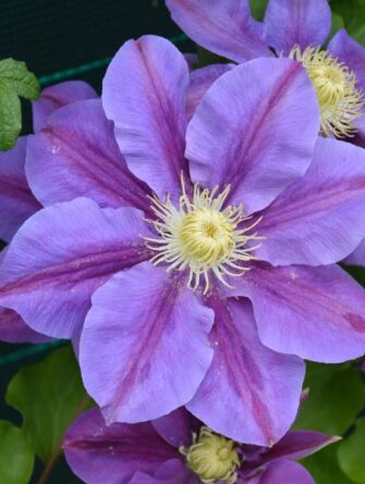 loistökärhö lavender beauty