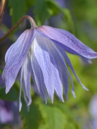 kruunukärhö Maidwell Hall