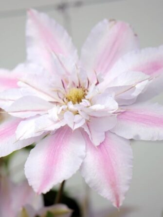 loistokärhö matka Seidliska