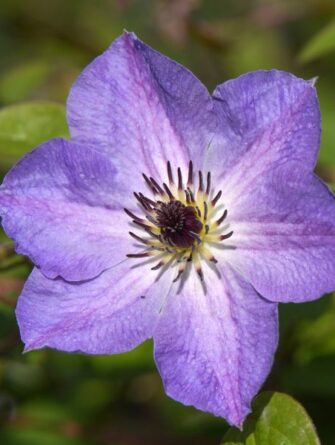 loistokärhö Morning Sky