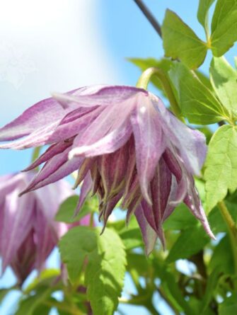 kärhö Pink Surprise