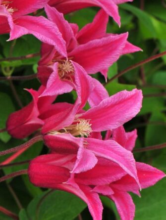 kärhö Princess Diana