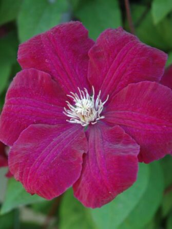 loistokärhö Rouge Cardinal