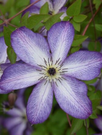 tarhaviinikärhö Venosa Violacea