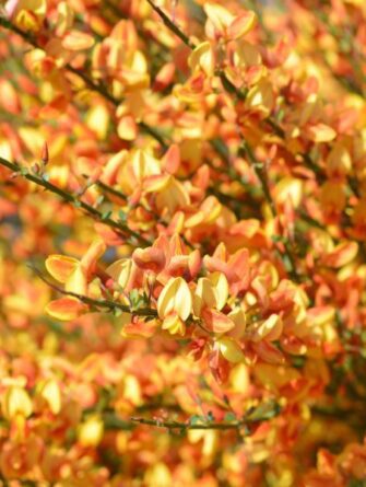 kevätvihma Apricot Gem