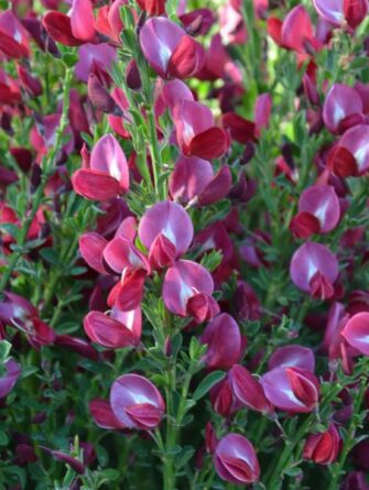 kevätvihma Boskoop Ruby