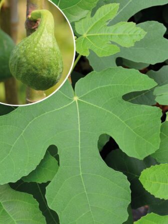 aitoviikuna Bornholm