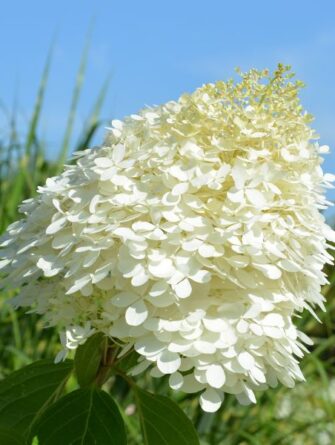 japaninhortensia phantom